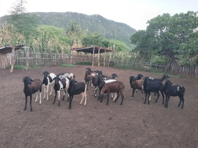 Ovelhas e Marrans