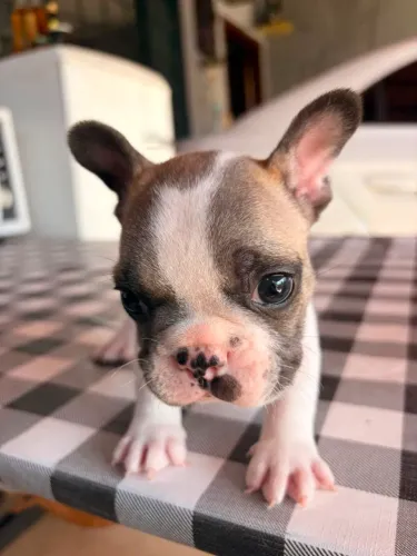 Lindo Filhote de Bulldog Francês