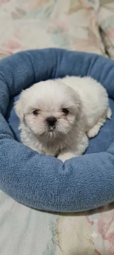 Shih Tzu machinho com entrega gratuita