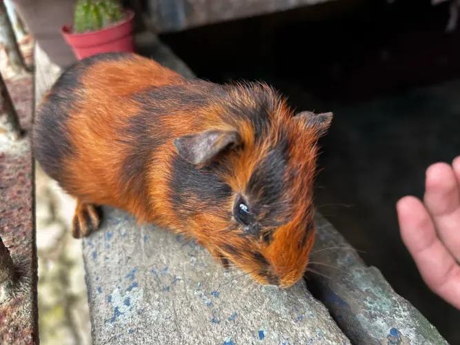 Porquinha da india