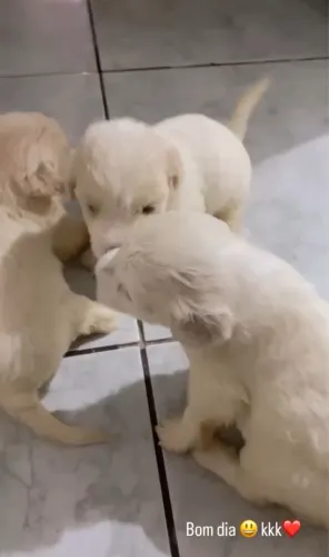 Maltês fêmeas e machos 
