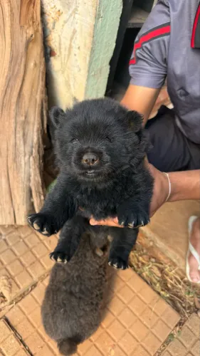 Filhote de ChowChow MACHO