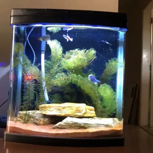 Aquário curvo 38 litros Hopar. 