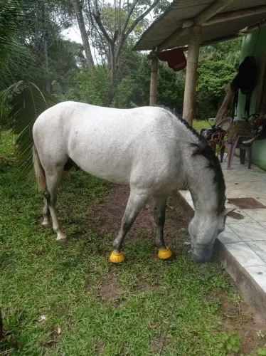 vende-se cavalo