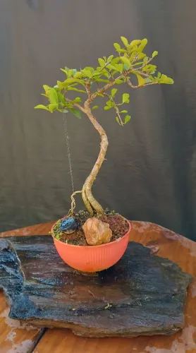 Acerola estilo literati