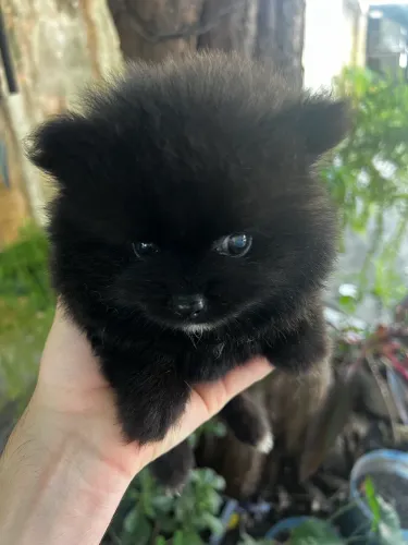 Filhote de Spitz alemão macho com linhagem de alto padrão e com pedigree