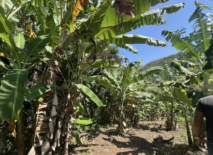Sítio à venda com 9 hectares, muitas bananeiras em Pacoti! R$ 590mil!
