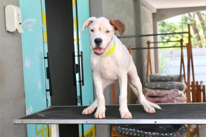 BOXER PARCELAMOS 