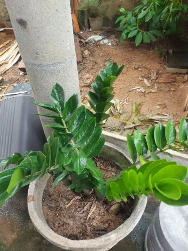 Zamiocuca com jarro ora vender logo