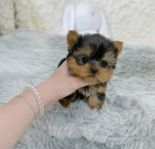 Cachorro filhote yorkshire com saúde e procedência garantida
