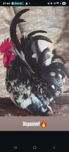  Vendo Galinzé  Nagasaki 