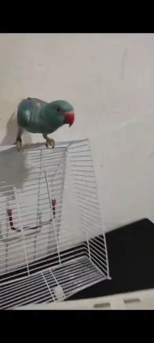 Gaiolas
