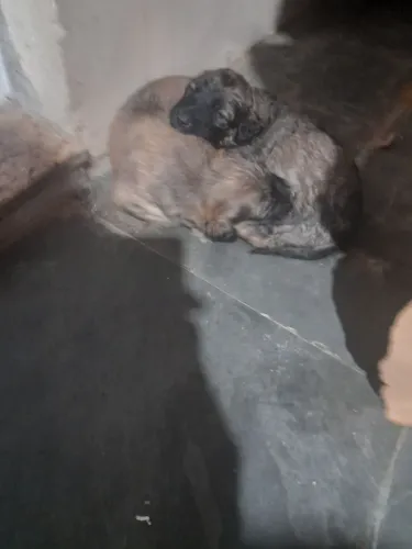 Filhotes de cachorro para adoção