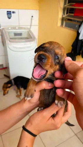 Doação de cachorrinho