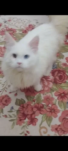 Maine Coon