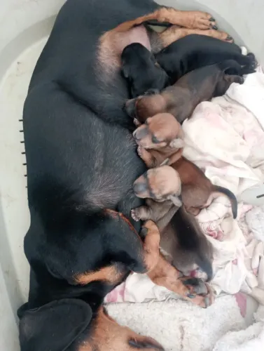 Filhotes de dachshund miniatura