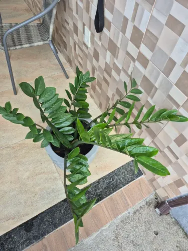 Planta zamiocuca
