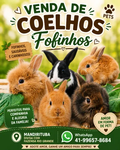 Coelhos fofinhos Pets 