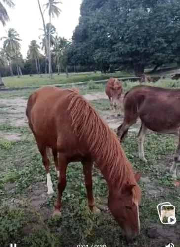 Vendo egua mestiça de manga larga
