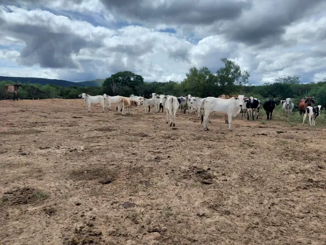 Fazenda em Ourolandia