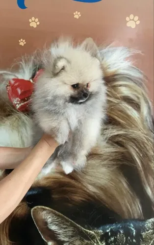 Spitz Alemão