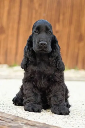 Cocker Spaniel Inglês Presença que traz sensação de controle emocional