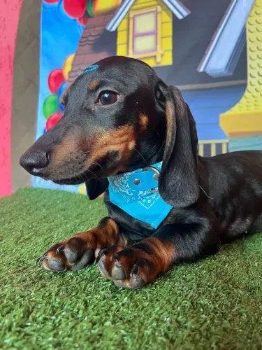 Dauschund Teckel R$ 1.500