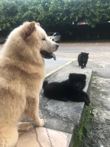 Chowchow filhote