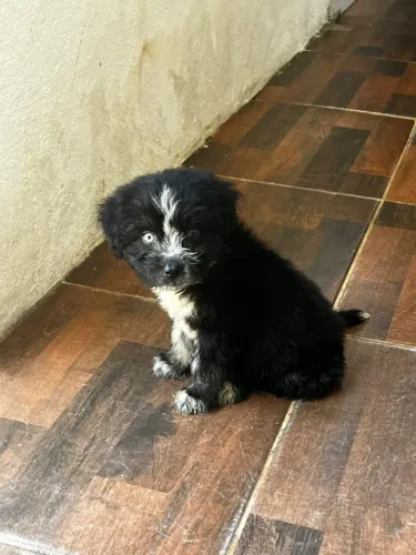 Cachorra poodle, filhote.