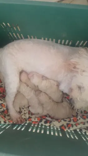 Reserva poodle toy