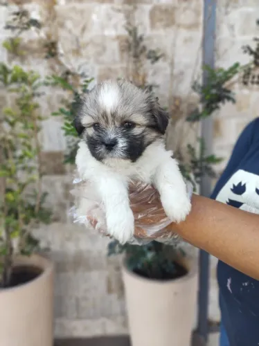 Lhasa Apso Lindos filhotes á pronta entrega, com todo o pós venda e suporte que você preci