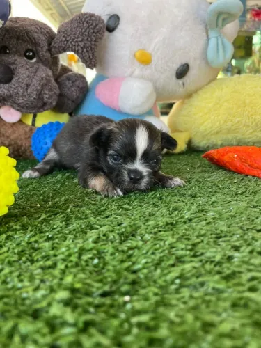 Filhote de Chihuahuainha macho