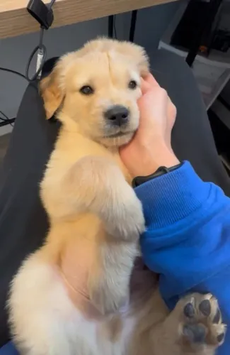 Filhotes de Golden Retriever | Um pet cheio de personalidade