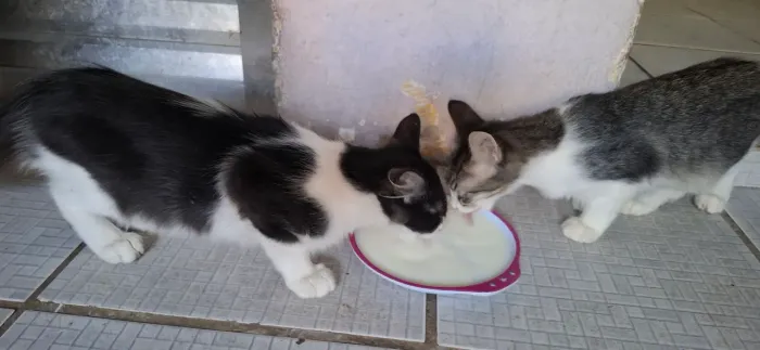Doa-se gatas filhotes