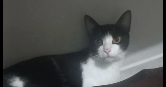 Adoção de Gata