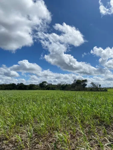 Fazenda 350 hectare a 3km da cidade 