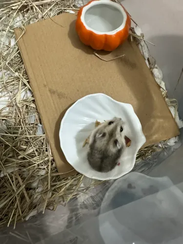 HAMSTER ANÃO RUSSO FILHOTE 