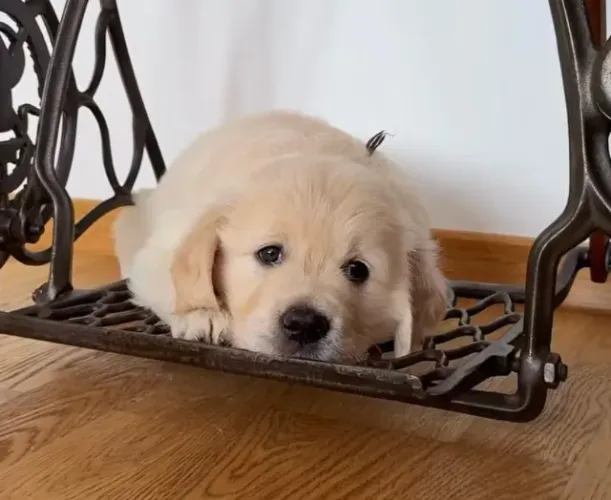 Filhotes de Golden Retriever | Filhotes que conquistam no olhar.