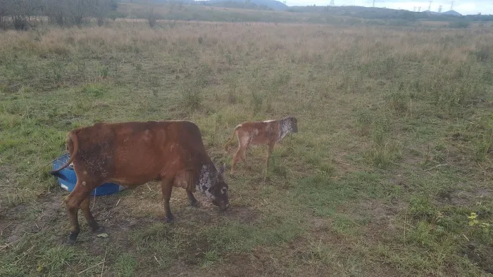 Vendo vaca mestiça com bezerro girolando ao pé.