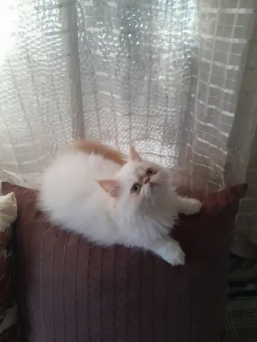 Gato Himalaia filhote 