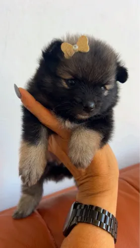 Vendo menina spitz alemão 