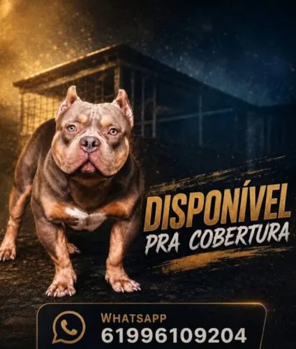 AMERICAN BULLY