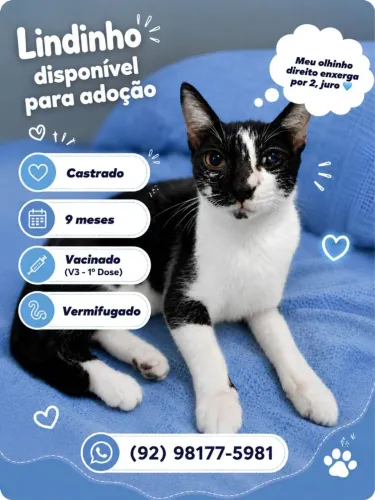 Frajola especial adoção