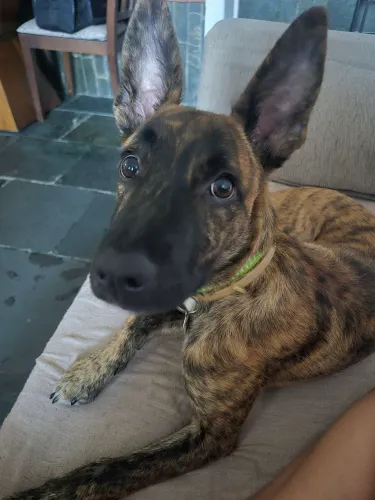 Doa se cachorro macho 5 meses