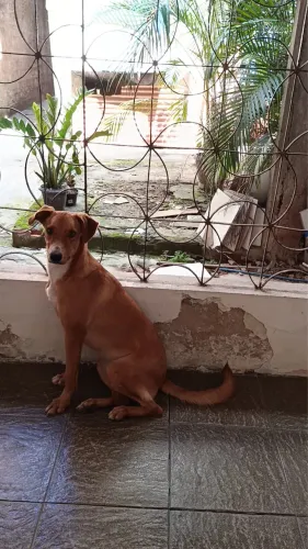 Cadela linda pra adoção