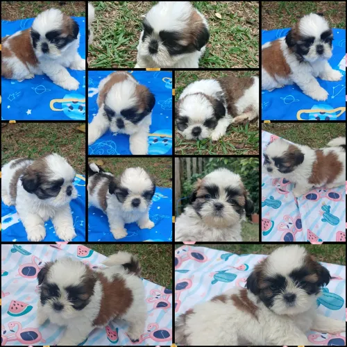 Filhotes de Shih-tzu 100% originais