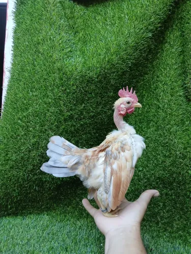 Vende se  mestiço  de serama 