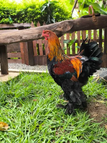 Galo Brahma perdiz 
