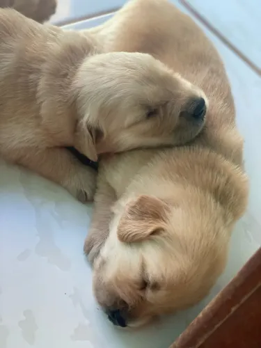 Filhotes de Golden Retriever
