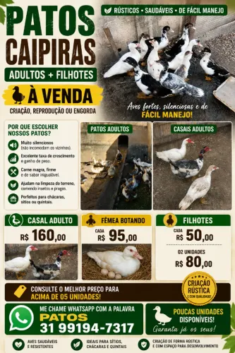 ? Patos caipiras: escolha os seus!